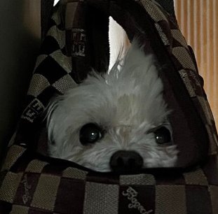 Benny in his designer bag