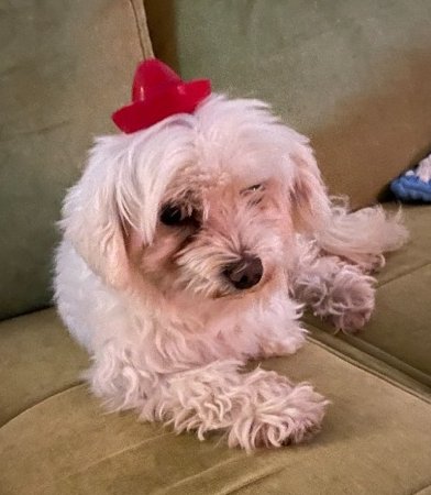 Benny wearing a tiny red hat
