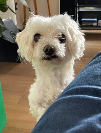 Benny staring