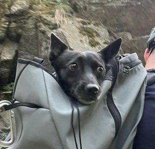 Lapi riding in a climbing backpack