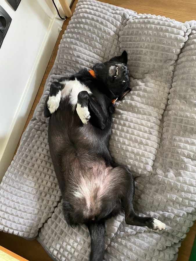 Lapi lying on his back in protest